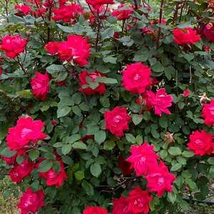 Meet your Posher, Joan cody